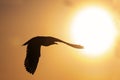 The silhouette of a flying seagull. Red sunset sky background. Dramatic Sunset Sky. The Black-headed Gull Scientific name: Larus