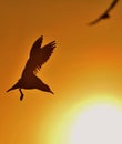 The silhouette of a flying seagull. Red sunset sky background. Dramatic Sunset Sky. The Black-headed Gull Scientific name: Larus