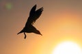 The silhouette of a flying seagull. Red sunset sky background. Dramatic Sunset Sky. The Black-headed Gull Scientific name: Larus