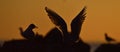 The silhouette of a flying seagull. Red sunset sky background. Dramatic Sunset Sky. The Black-headed Gull Scientific name: Larus