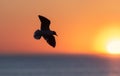 The silhouette of a flying seagull. Red sunset sky background. Dramatic Sunset Sky. The Black-headed Gull Scientific name: Larus