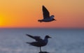 The silhouette of a flying seagull. Red sunset sky background. Dramatic Sunset Sky. The Black-headed Gull Scientific name: Larus