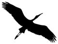 Silhouette of flying stork