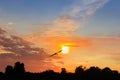Silhouette of a flying stork against of a sunset Royalty Free Stock Photo