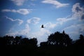 The silhouette of a flying stork Royalty Free Stock Photo