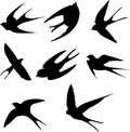 Silhouette of flying swallows isolated on a white background. Royalty Free Stock Photo