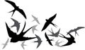 Silhouette flying swallows on a white background Royalty Free Stock Photo