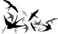 Silhouette flying swallows on a white background