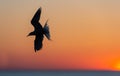 The silhouette of a flying tern .