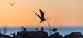 The silhouette of a flying tern against the red sunset sky. Royalty Free Stock Photo