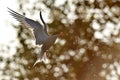 The silhouette of flying tern. Backlight of the sunset.