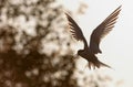 The silhouette of flying tern. Backlight of the sunset.