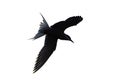 The silhouette of a flying tern . White background. The Common Tern Scientific name: Sterna hirundo. Royalty Free Stock Photo