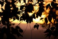 Silhouette of foliage in backlight