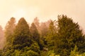 Silhouette of forested himalayas mountain slope with the evergreen conifers shrouded in misty landscape view from prashar lake