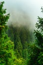 Silhouette of forested himalayas mountain slope with the evergreen conifers shrouded in misty landscape view from prashar lake