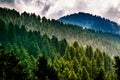 Himalayan forests