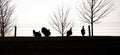 Silhouette of four male Wisconsin wild turkeys looking for females in April
