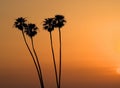 silhouette of four Mexican fan palm trees at sunset