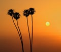 Silhouette of four Mexican fan palm trees at sunset with the sun visible Royalty Free Stock Photo