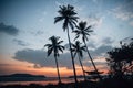 Silhouette of four palm trees against a cloudy sky during sunset on the coast of the Arabian Sea Royalty Free Stock Photo