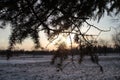 Silhouette of the frozen fir needles Royalty Free Stock Photo