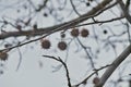 Silhouette of fruits of American Sweetgum