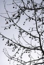 Silhouette of fruits of American Sweetgum