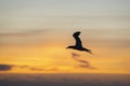 Silhouette gannet bird in flight at sunset, Muriwai beach, Auckland Royalty Free Stock Photo