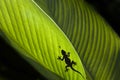 Silhouette of a Gecko and a fly on a leaf