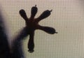 The silhouette of a gecko foot behind a glass window