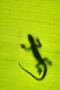 Silhouette of a gecko lizard on a green tropical leaf Royalty Free Stock Photo