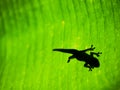 Silhouette of Gecko on Tropical Leaf Background