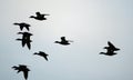 Silhouette of Geese in flight.