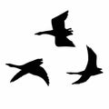 Silhouette of geese that fly, bird geese pop Art geese are flying birds fly