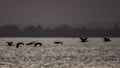 Silhouette Geese on Lake