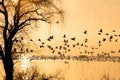 Silhouette of geese over lake at sunrise Royalty Free Stock Photo