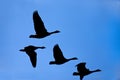 Silhouette of geese in sky.