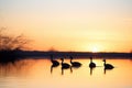 silhouette of geese at sunset near a lake Royalty Free Stock Photo