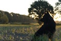 Silhouette of a German shepherd dog sitting in a meadow Royalty Free Stock Photo