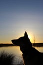 Silhouette of a German Shepherd at sunset