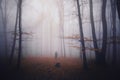 Silhouette of ghost in dark forest with fog on Halloween Royalty Free Stock Photo
