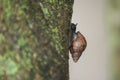 Silhouette of Giant African Snail (Achatina fulica) climbing tree trunk