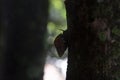 Silhouette of Giant African Snail (Achatina fulica) climbing tree trunk