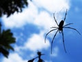 Silhouette Of A Giant Golden Orb Weaver Spider Royalty Free Stock Photo