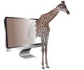 Silhouette of a giraffe coming out of the screen on white background