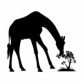 Silhouette of giraffe eating leaves from a small tree on a white background Royalty Free Stock Photo