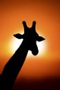 Silhouette Giraffe portrait at sunset Royalty Free Stock Photo