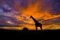 Silhouette giraffe standing in safari and flock of bird in the sky with sun twilight sky. Royalty Free Stock Photo