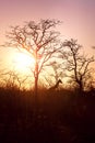 Giraffe Silhouette during sunset in africa